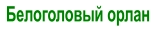 Белоголовый орлан