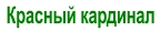 Красный кардинал