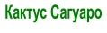 Кактус Сагуаро