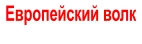Европейский волк