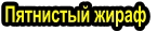 Пятнистый жираф