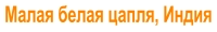 Малая белая цапля, Индия