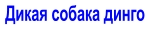 Дикая собака динго