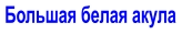 Большая белая акула